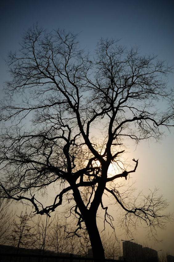 evening tree