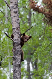 Baby bear cub