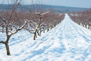 Orchard, winter