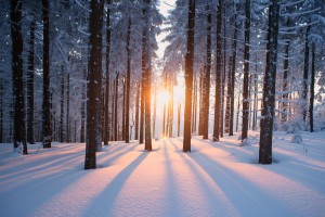 Sunset in the wood in winter period