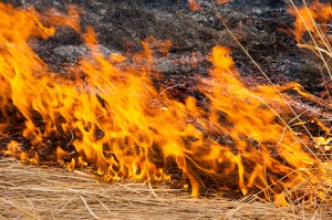 burning reeds. fire