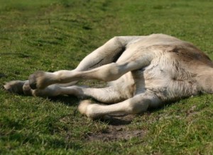 sleeping foal