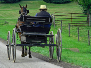 man driving wagon