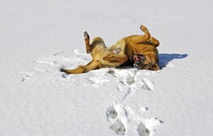 dog joy in snow