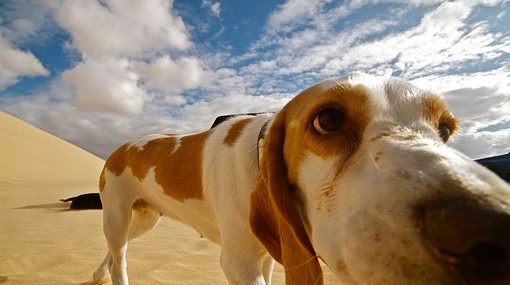 Dog nose in camera